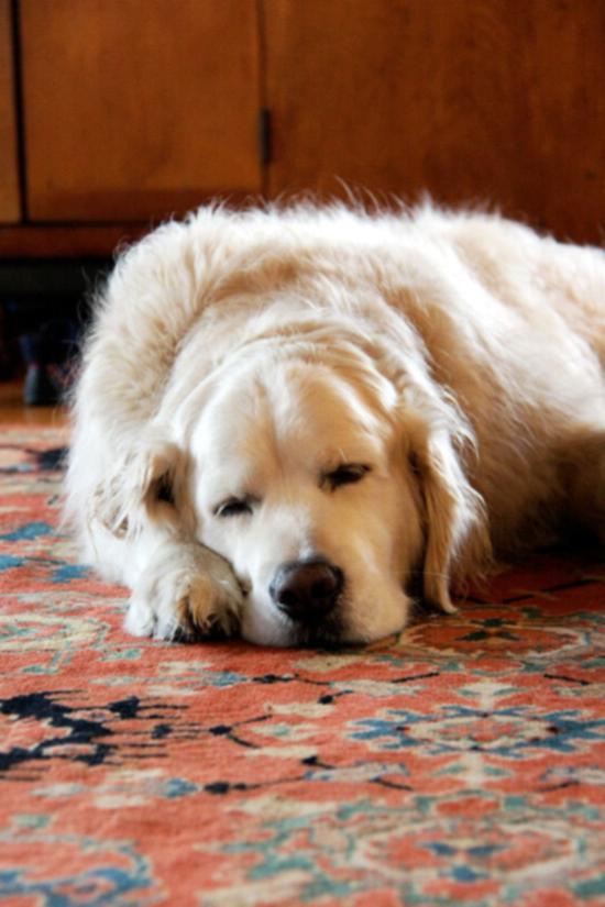 Λαζάνια ψητής κολοκύθας βουτύρου 30 Ο Ajax, ένα golden retriever, κοιμάται.