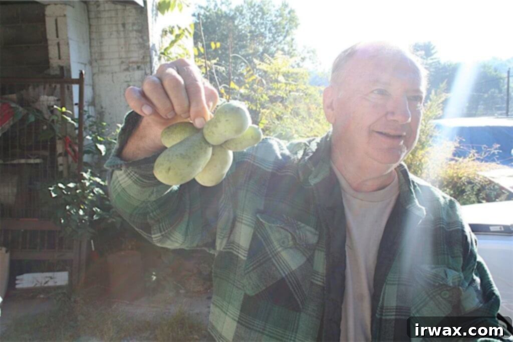 Κέικ Πάουπαου 10 Ο Sam Consylman κρατάει ένα δεμάτι Pawpaw.