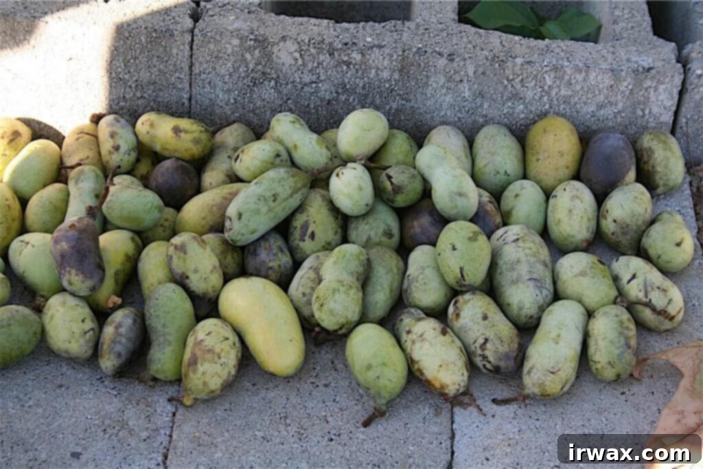 Κέικ Πάουπαου 12 Ένας σωρός από Pawpaw.