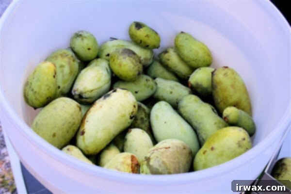 Κέικ Πάουπαου 13 Ένας κουβάς γεμάτος Pawpaw.