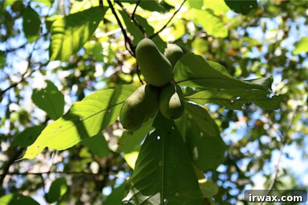 Κέικ Πάουπαου 4 Pawpaw κρεμασμένα από ένα δέντρο.