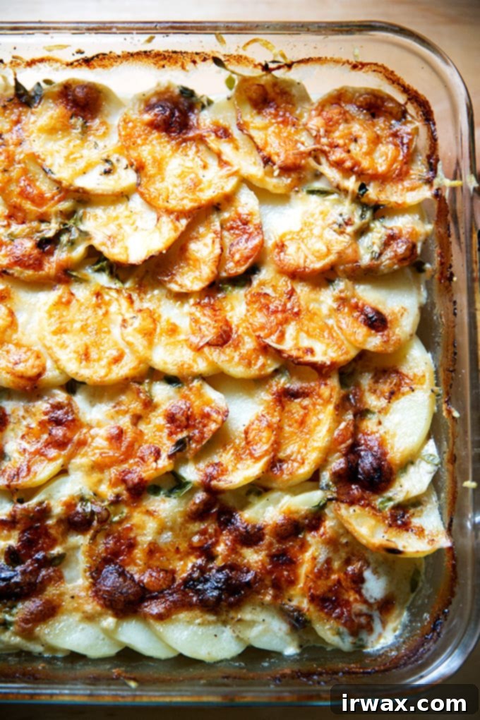 Το Πατατογρατέν της Alice Waters 2 Μόλις ψημένο gratin πατάτας σε ταψί.