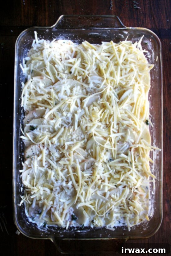 Το Πατατογρατέν της Alice Waters 12 Gratin πατάτας με δύο τυριά από πάνω.