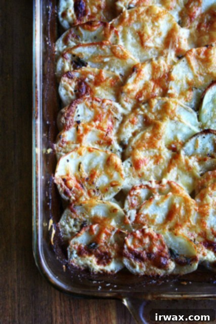Το Πατατογρατέν της Alice Waters 3 Μόλις ψημένο gratin πατάτας σε ένα ταψί 9x13 ιντσών.