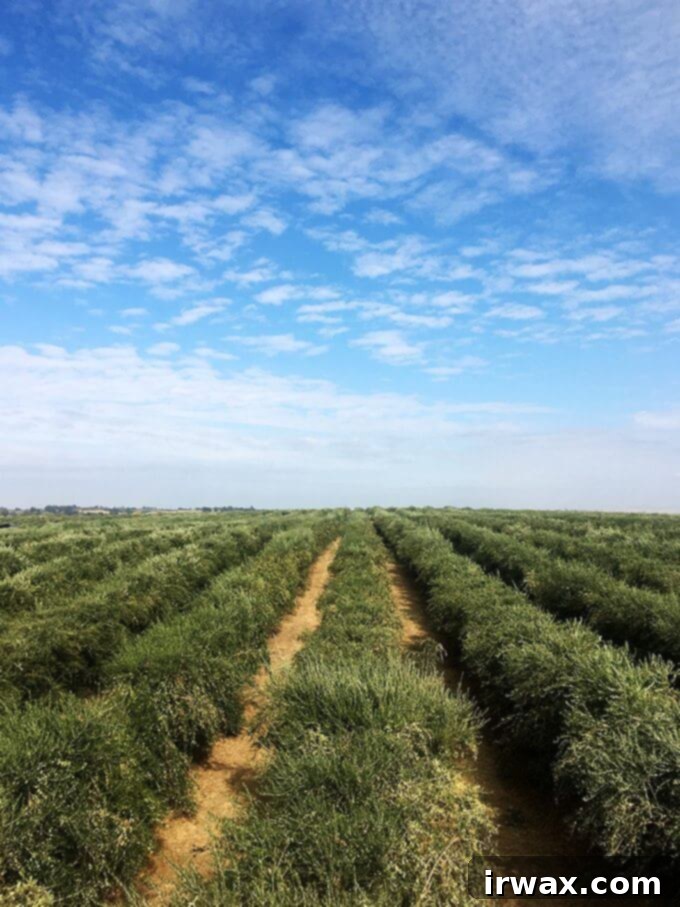 Επισκέφθηκα την California Olive Ranch στις αρχές Νοεμβρίου, ακριβώς στην έναρξη της εξαβδομαδιαίας συγκομιδής ελιάς τους. Εκτός από την επίσκεψη σε έναν ελαιώνα και τη βόλτα με έναν ελαιοσυλλέκτη, περιηγήθηκα στο ελαιοτριβείο, όλα αυτά—από το να βλέπω τη θάλασσα των ελαιόδεντρων μέχρι την έκταση των τεράστιων δεξαμενών γεμάτων ελαιόλαδο—ήταν εκπληκτικά. // alexandracooks.com Επισκέφθηκα την California Olive Ranch στις αρχές Νοεμβρίου, ακριβώς στην έναρξη της εξαβδομαδιαίας συγκομιδής ελιάς τους. Εκτός από την επίσκεψη σε έναν ελαιώνα και τη βόλτα με έναν ελαιοσυλλέκτη, περιηγήθηκα στο ελαιοτριβείο, όλα αυτά—από το να βλέπω τη θάλασσα των ελαιόδεντρων μέχρι την έκταση των τεράστιων δεξαμενών γεμάτων ελαιόλαδο—ήταν εκπληκτικά. // alexandracooks.com