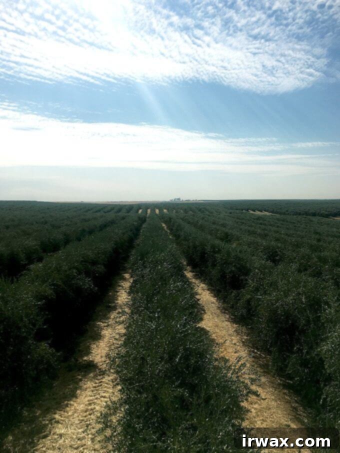 Η Καλιφορνέζικη Ελαιοκομιδή του 2017 με την California Olive Ranch 18 img 48369 19