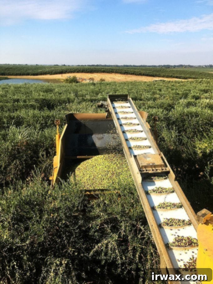 Η Καλιφορνέζικη Ελαιοκομιδή του 2017 με την California Olive Ranch 3 img 48369 3