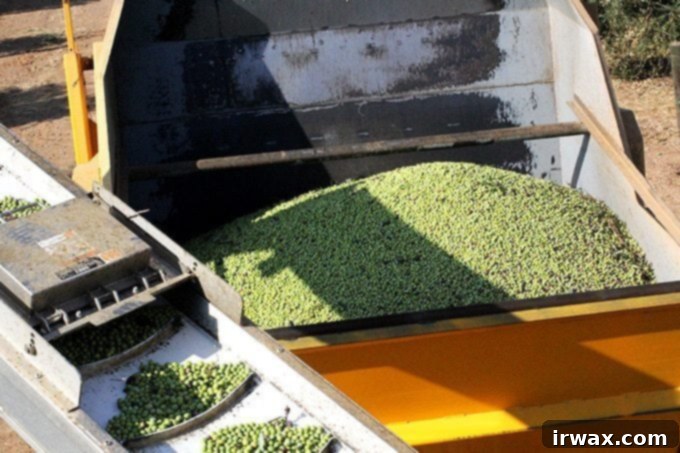 Η Καλιφορνέζικη Ελαιοκομιδή του 2017 με την California Olive Ranch 4 img 48369 4