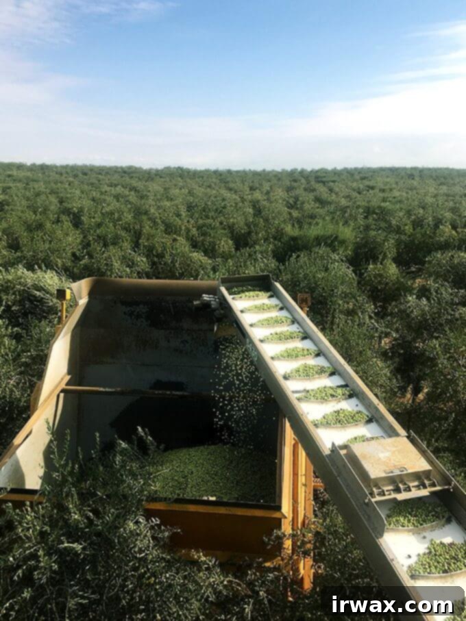 Επισκέφθηκα την California Olive Ranch στις αρχές Νοεμβρίου, ακριβώς στην έναρξη της εξαβδομαδιαίας συγκομιδής ελιάς τους. Εκτός από την επίσκεψη σε έναν ελαιώνα και τη βόλτα με έναν ελαιοσυλλέκτη, περιηγήθηκα στο ελαιοτριβείο, όλα αυτά—από το να βλέπω τη θάλασσα των ελαιόδεντρων μέχρι την έκταση των τεράστιων δεξαμενών γεμάτων ελαιόλαδο—ήταν εκπληκτικά. // alexandracooks.com Επισκέφθηκα την California Olive Ranch στις αρχές Νοεμβρίου, ακριβώς στην έναρξη της εξαβδομαδιαίας συγκομιδής ελιάς τους. Εκτός από την επίσκεψη σε έναν ελαιώνα και τη βόλτα με έναν ελαιοσυλλέκτη, περιηγήθηκα στο ελαιοτριβείο, όλα αυτά—από το να βλέπω τη θάλασσα των ελαιόδεντρων μέχρι την έκταση των τεράστιων δεξαμενών γεμάτων ελαιόλαδο—ήταν εκπληκτικά. // alexandracooks.com