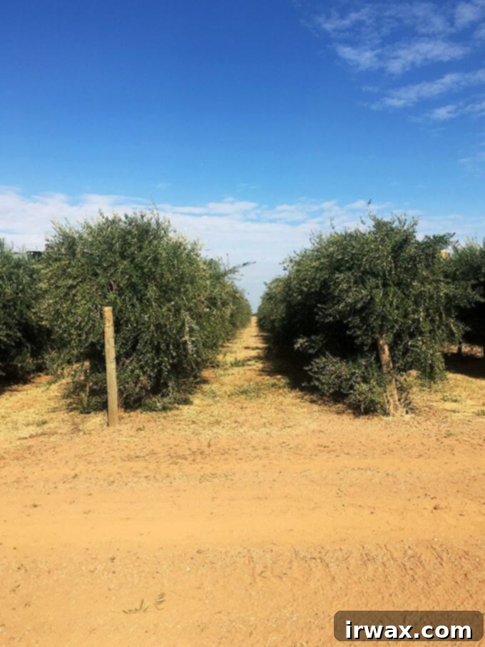 Η Καλιφορνέζικη Ελαιοκομιδή του 2017 με την California Olive Ranch 5 img 48369 6