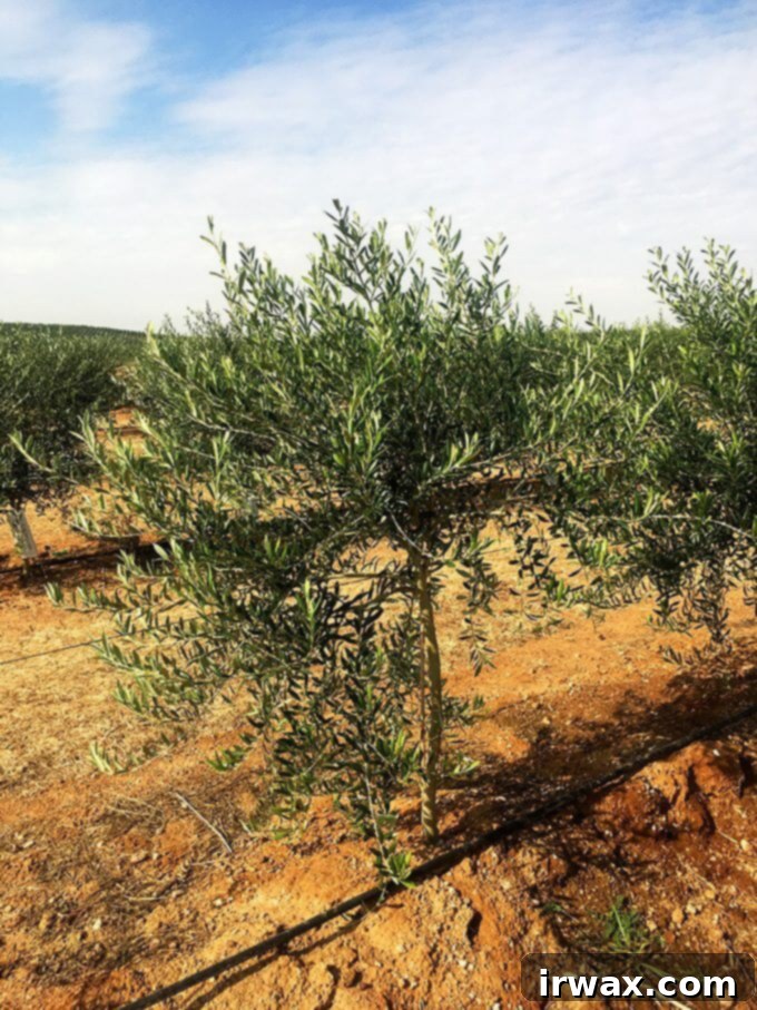 Η Καλιφορνέζικη Ελαιοκομιδή του 2017 με την California Olive Ranch 7 img 48369 8