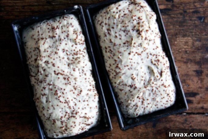 Φρυγανιστό Ψωμί Κινόας και Λιναρόσπορου 8 quinoa-flax dough risen in loaf pans.
