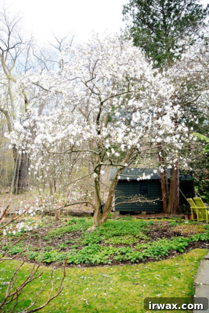 Ο Μαγικός Κήπος της Μάργκαρετ Ρόουτς 8 A blooming tree in Margaret Roach's garden.