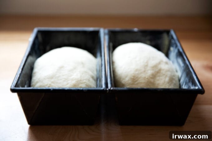 Εύκολο Μπριός Χωρίς Ζύμωμα 10 Ζύμη brioche σε φόρμες ψωμιού.