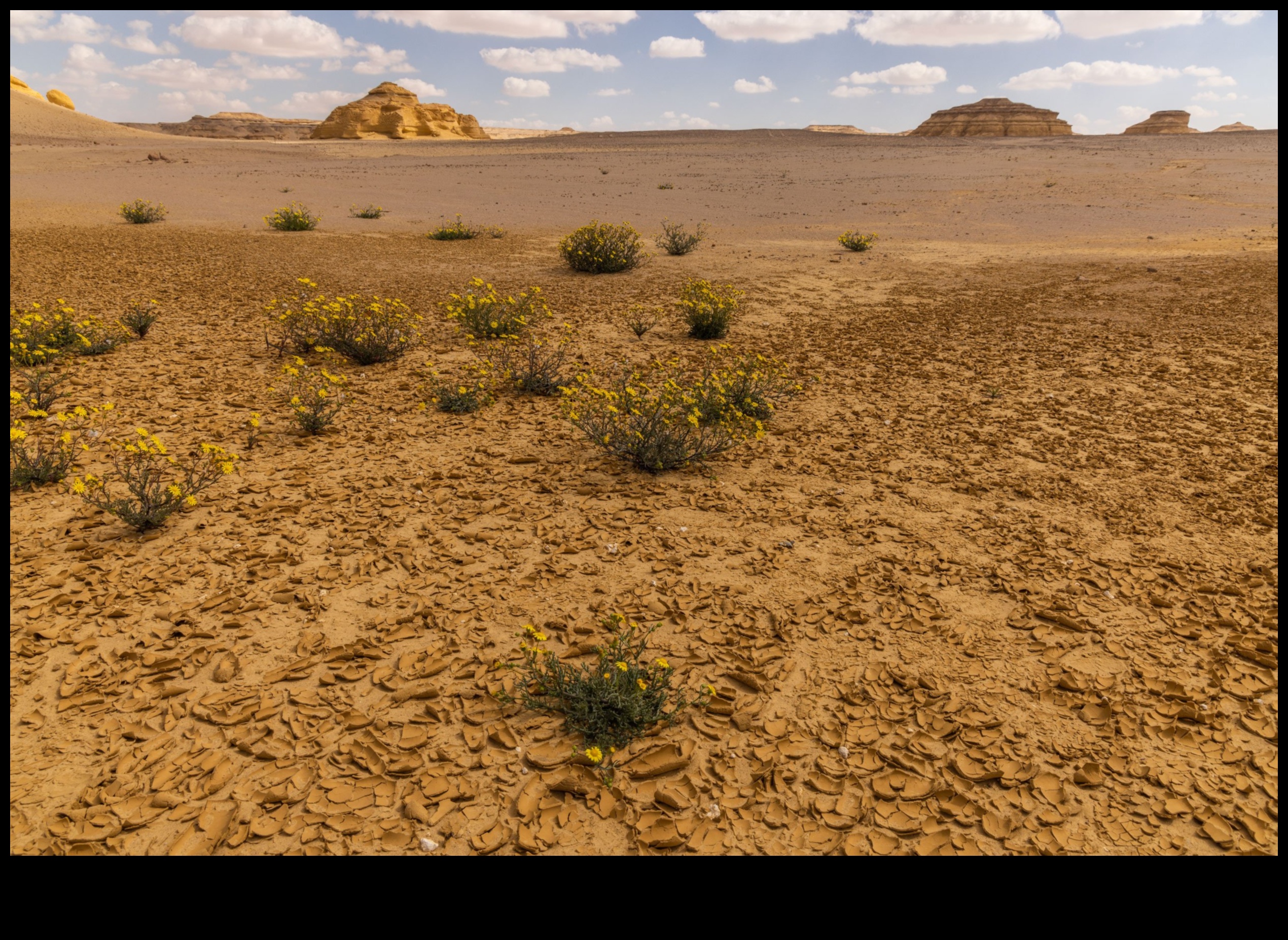 Embracing the Desert: Beauty in Arid Landscapes
