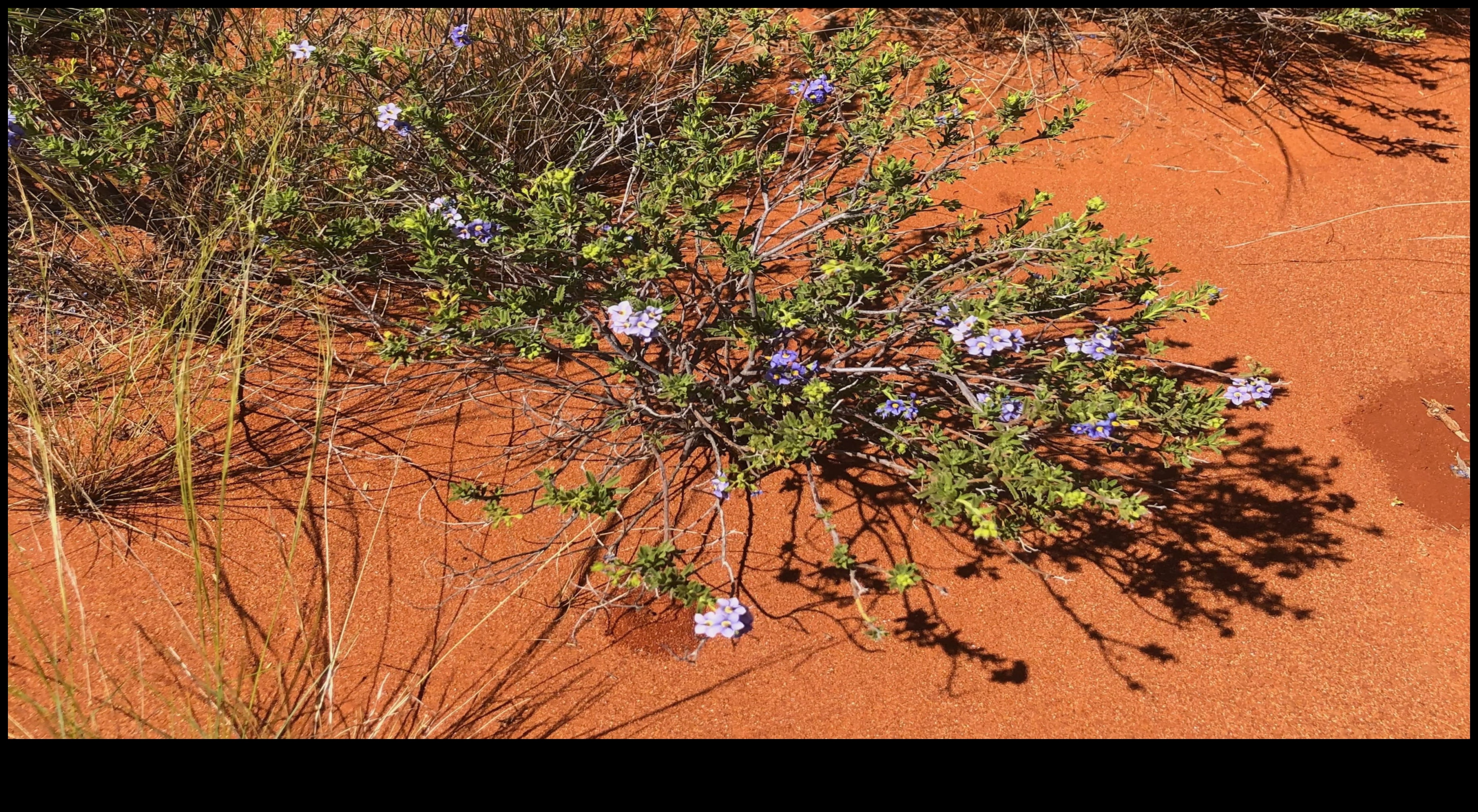 Utopian Gardens: Idealized Green Spaces in Πολεοδομία