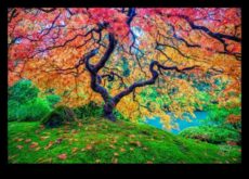 The Art of Nature Photography