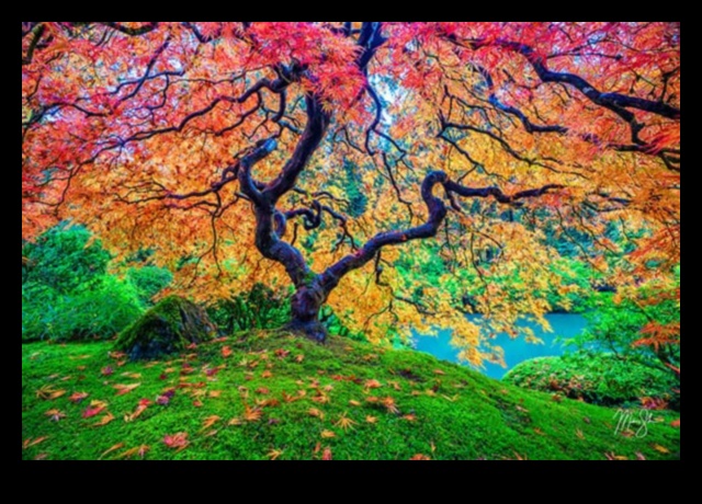 The Art of Nature Photography